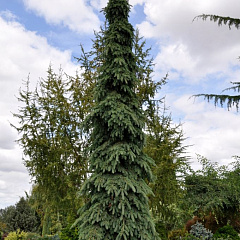 Ель сизая "Пендула" (Pendula)